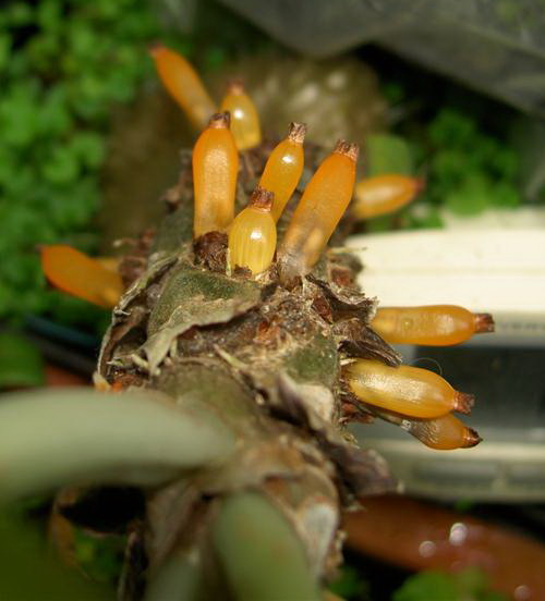 Myrmecodia echinata, seeds 1